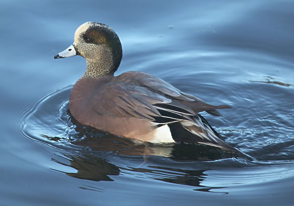 American Wigeon Duck