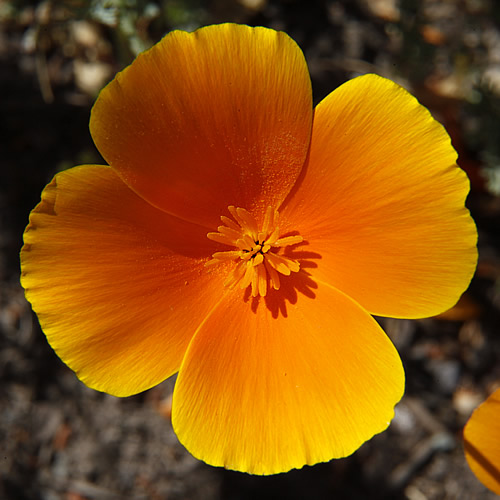 California Poppy