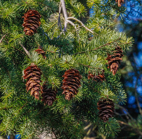 Photo of Douglas Fir branch