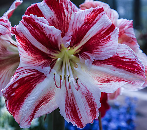 Tulip at Keukenhof Garden in Holland