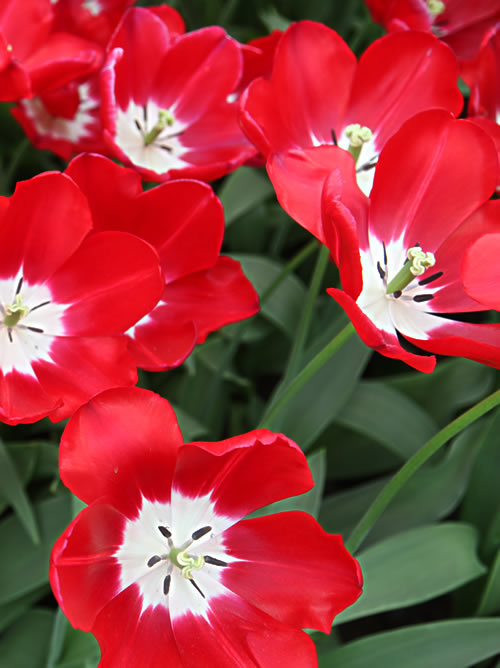 Tulips in Keukenhof, Holland