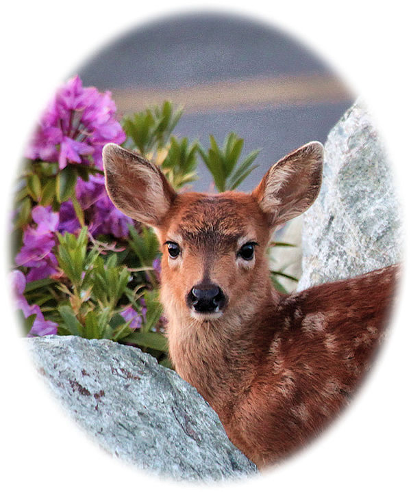 Fawn on Olympic Peninsula 