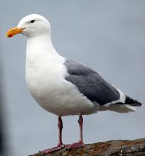 Glaucous-winged Gull