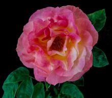 Marylin's Rose