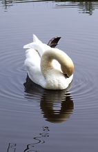 Swan in pond in the Keukenhof, Holland